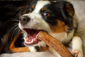 antler dog chews