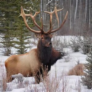 elk antlers bulk
